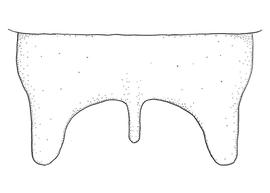   Anthidium banningense  male, diagram showing dorsal view of seventh tergum (T7), diagram from Gonzalez and Griswold 2013 
